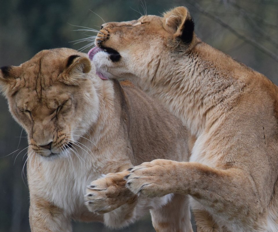 Обои морда, хищник, пара, лев, львица, дикая кошка, сафари, face, predator, pair, leo, lioness, wild cat, safari разрешение 3505x2336 Загрузить