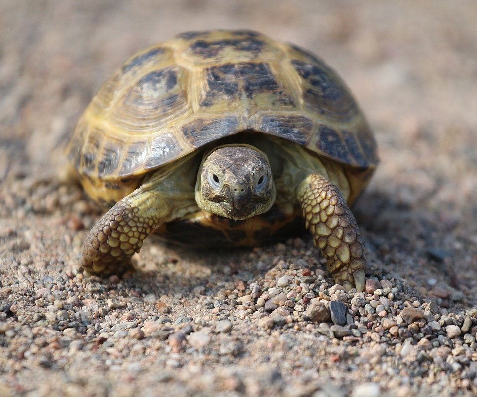 Обои камни, песок, черепаха, панцирь, прогулка, рептилия, stones, sand, turtle, shell, walk, reptile разрешение 1920x1280 Загрузить