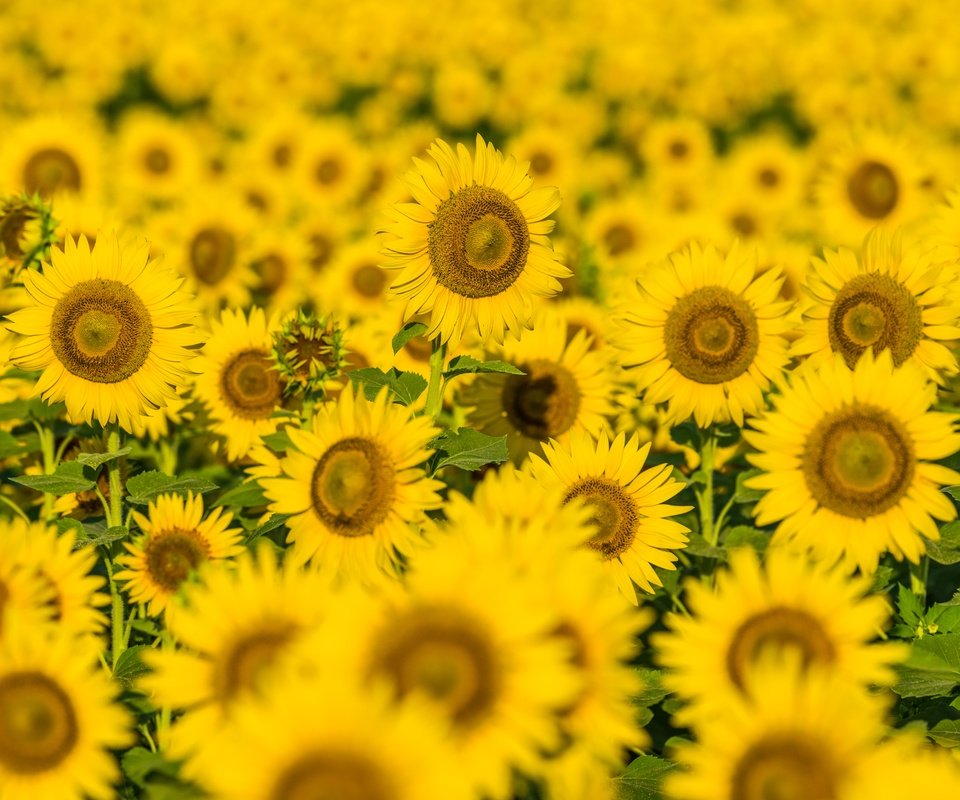 Обои цветы, поле, лепестки, подсолнухи, желтые цветы, flowers, field, petals, sunflowers, yellow flowers разрешение 7360x4912 Загрузить
