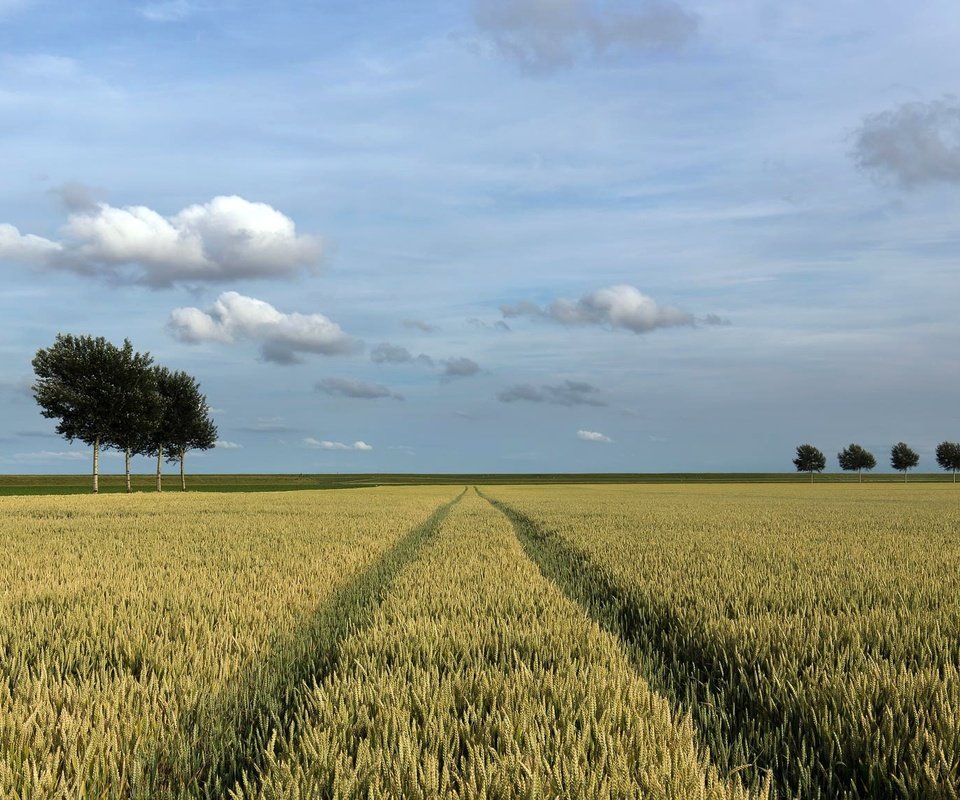 Обои небо, облака, деревья, поле, горизонт, лето, колосья, the sky, clouds, trees, field, horizon, summer, ears разрешение 2048x1152 Загрузить