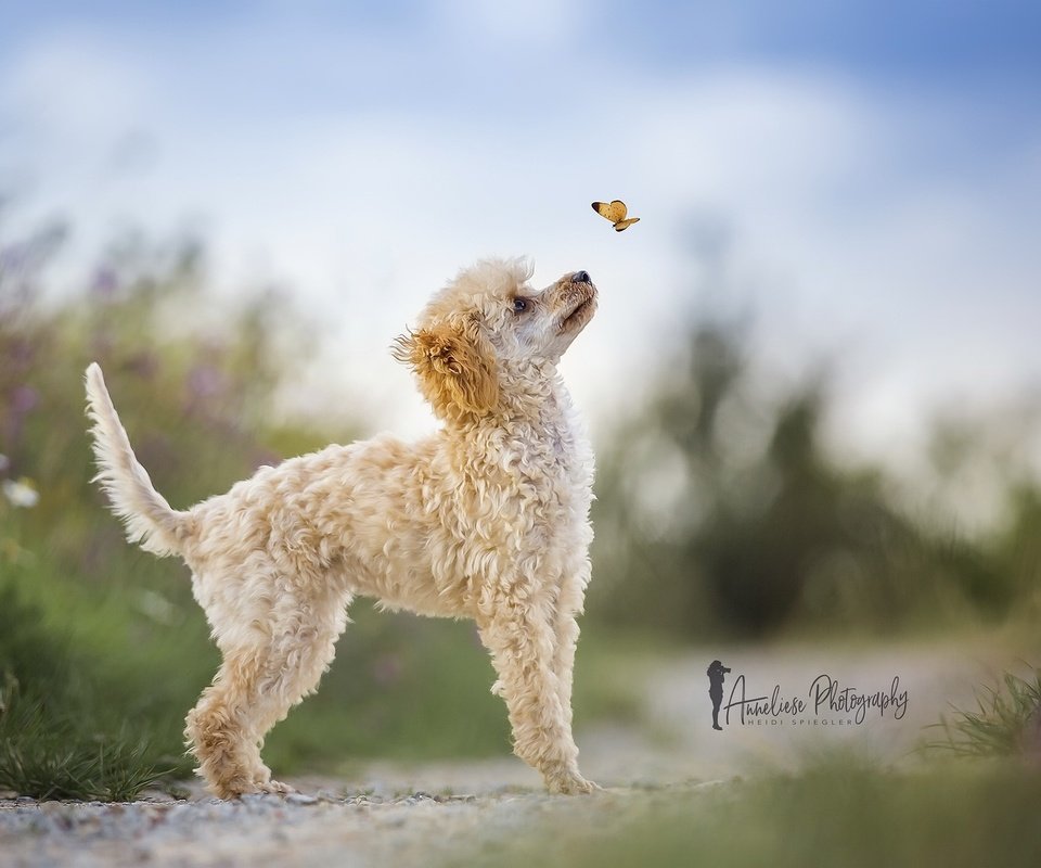 Обои природа, бабочка, собака, пудель, heidi spiegler, nature, butterfly, dog, poodle разрешение 2048x1365 Загрузить