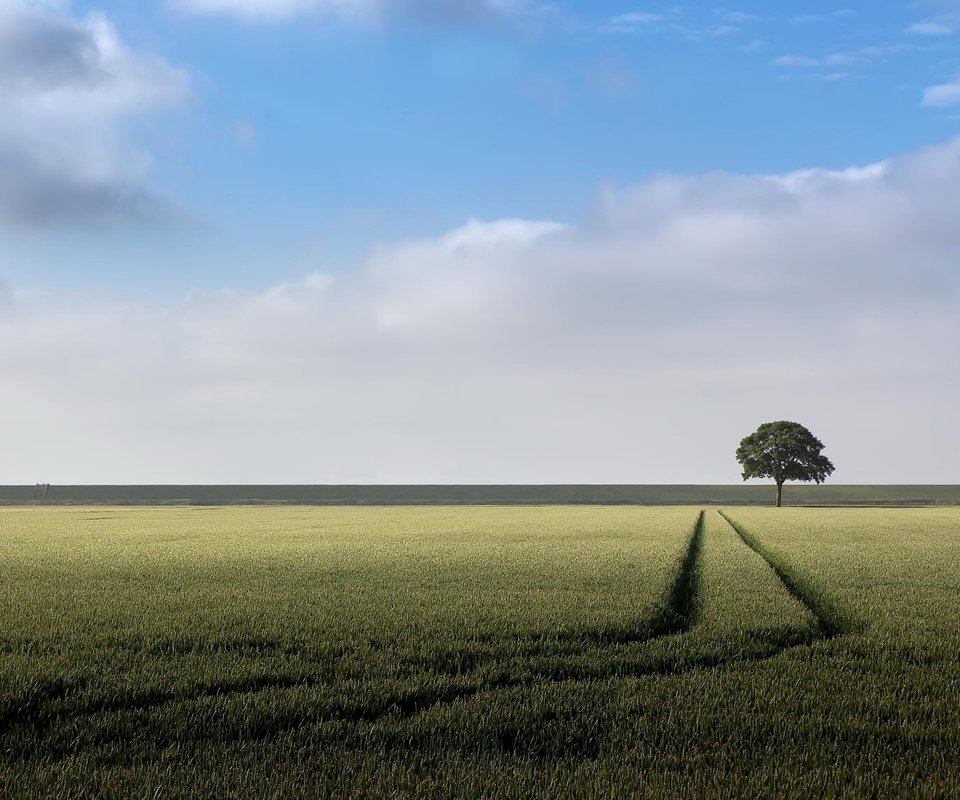 Обои небо, облака, природа, дерево, поле, горизонт, лето, колосья, the sky, clouds, nature, tree, field, horizon, summer, ears разрешение 2048x1152 Загрузить