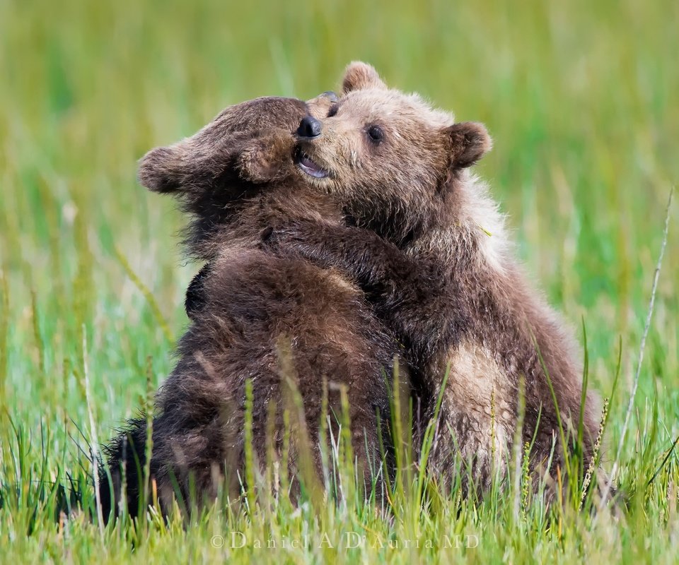 Обои трава, природа, лето, игра, медведи, медвежата, grass, nature, summer, the game, bears разрешение 2048x1365 Загрузить