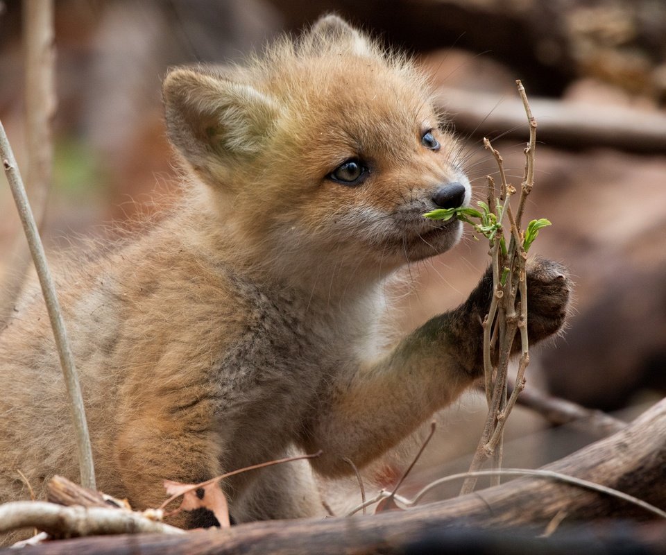 Обои природа, лес, ветки, лиса, лисица, лисенок, nature, forest, branches, fox разрешение 6000x4000 Загрузить