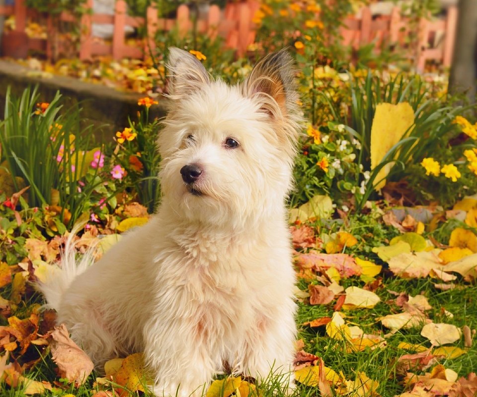 Обои природа, листва, осень, собачка, вест-хайленд-уайт-терьер, nature, foliage, autumn, dog, the west highland white terrier разрешение 2958x1847 Загрузить