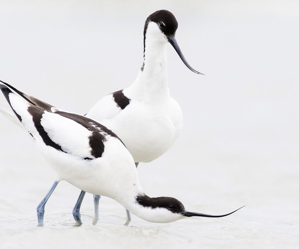 Обои птица, клюв, пара, шилоклювка, bird, beak, pair, pied avocet разрешение 2048x1233 Загрузить