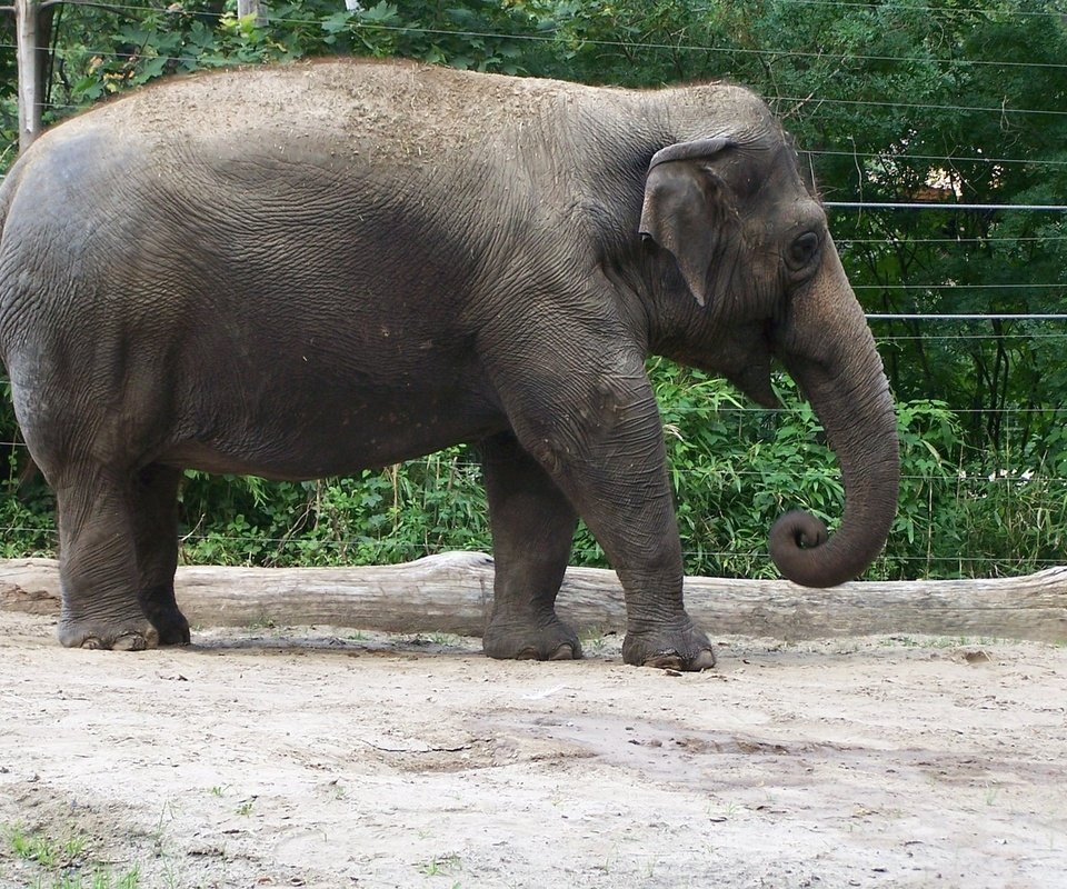 Обои слон, хобот, зоопарк, elephant, trunk, zoo разрешение 1920x1080 Загрузить
