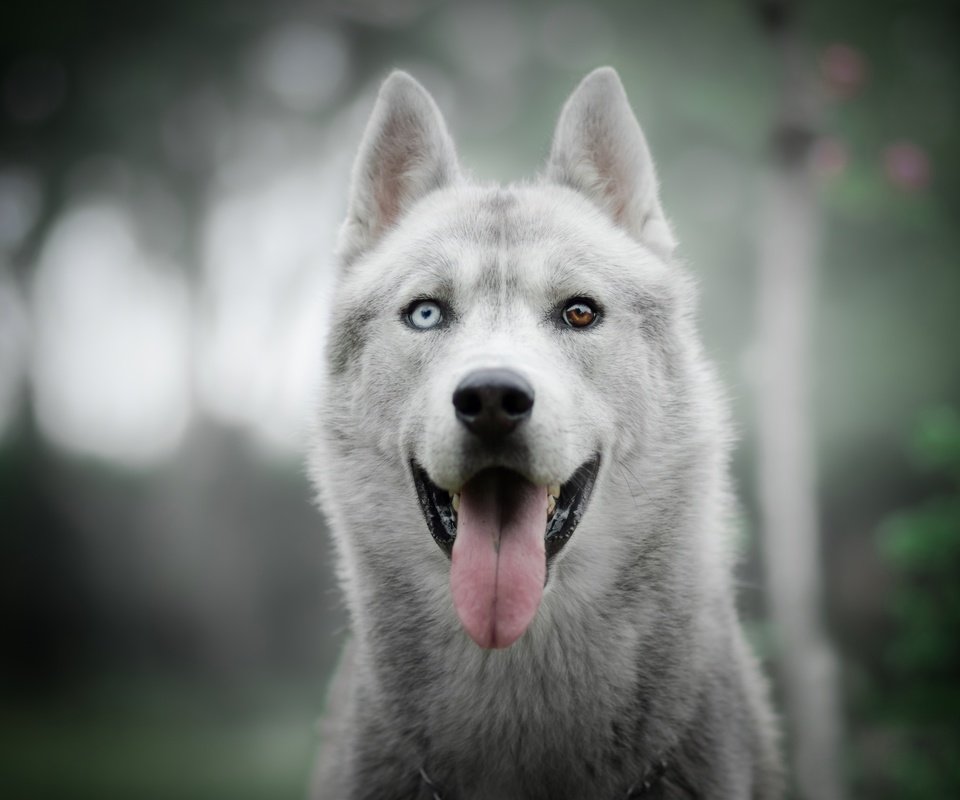 Обои взгляд, собака, хаски, язык, боке, разные глаза, look, dog, husky, language, bokeh, different eyes разрешение 6000x4000 Загрузить