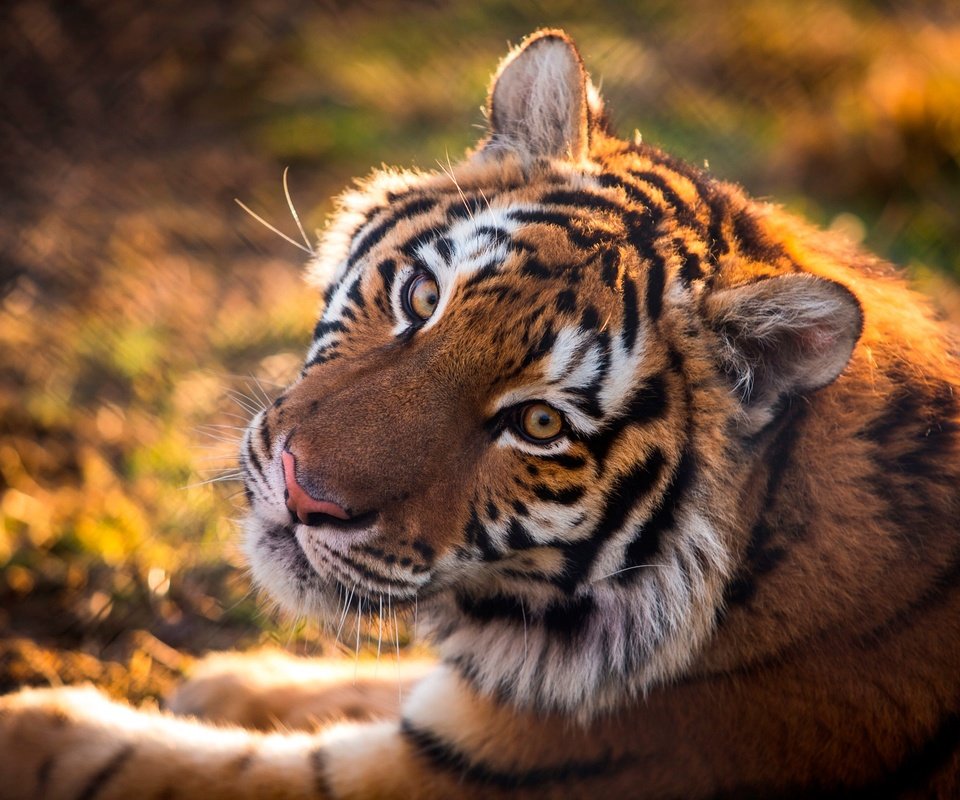 Обои тигр, морда, взгляд, хищник, дикая кошка, tiger, face, look, predator, wild cat разрешение 2048x1479 Загрузить