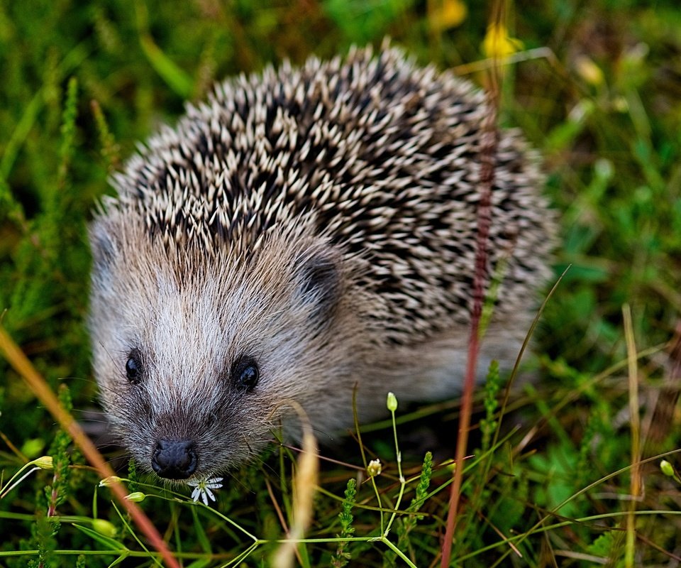 Обои глаза, трава, мордочка, взгляд, колючки, ежик, иголки, еж, eyes, grass, muzzle, look, barb, hedgehog, needles разрешение 2048x1151 Загрузить