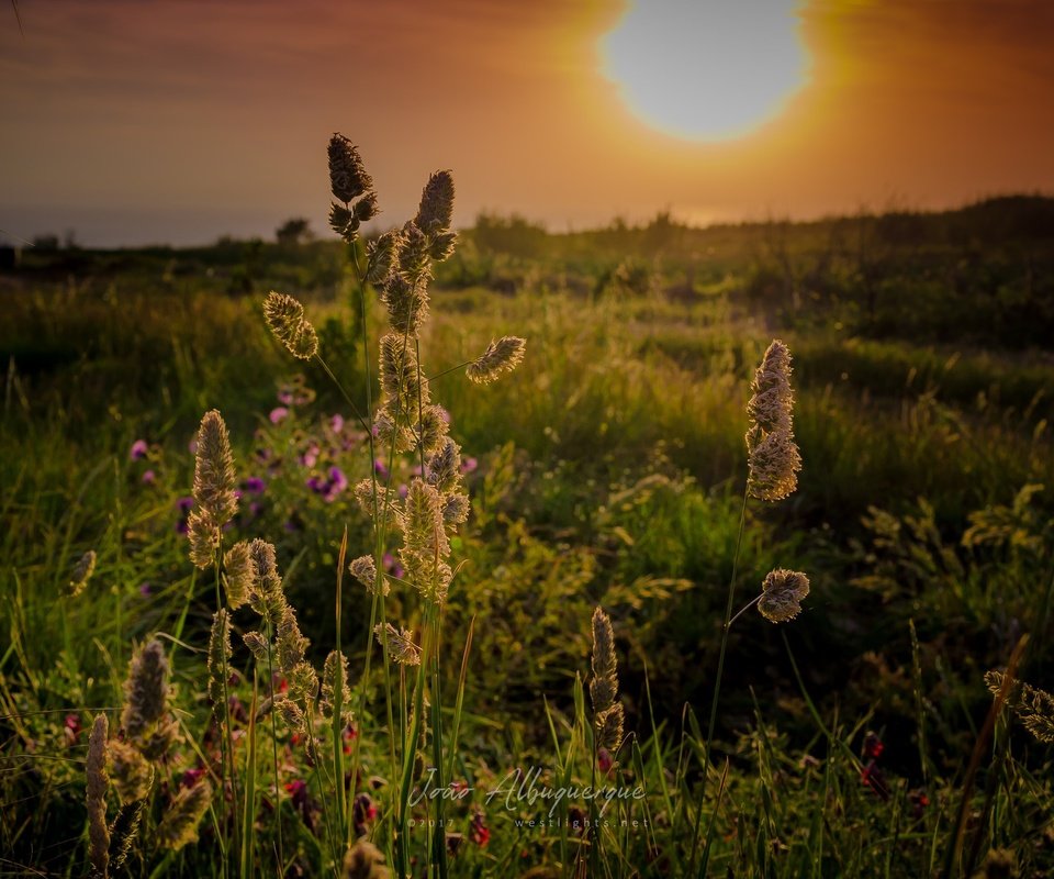 Обои небо, трава, солнце, природа, закат, горизонт, колоски, полевые цветы, the sky, grass, the sun, nature, sunset, horizon, spikelets, wildflowers разрешение 2048x1289 Загрузить