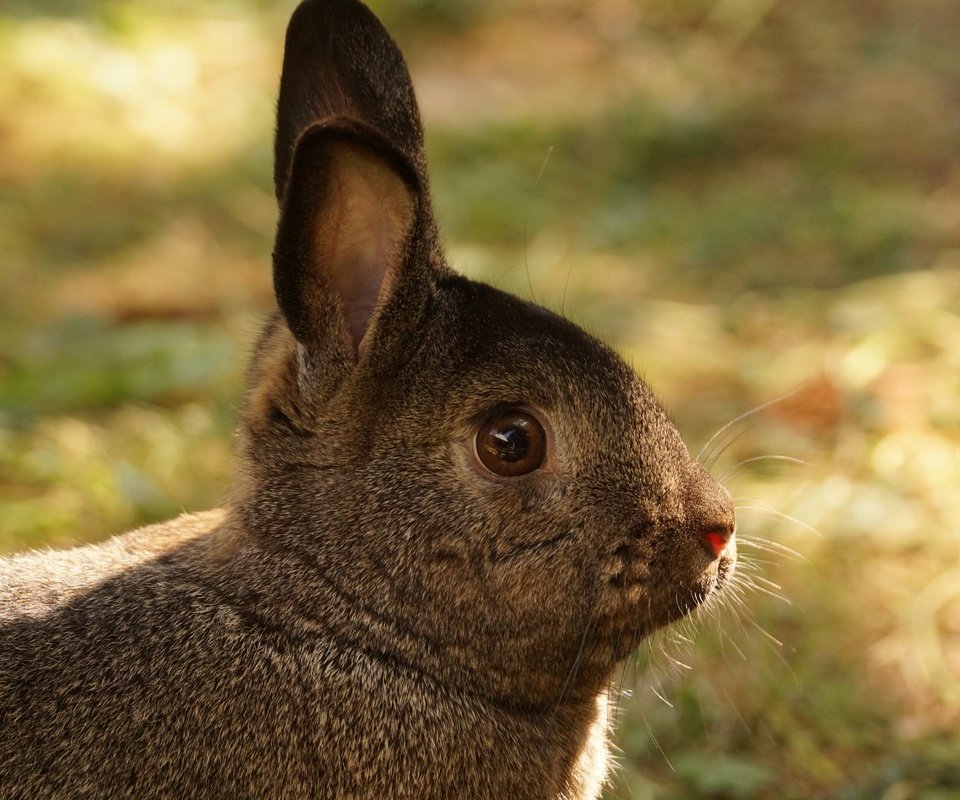 Обои трава, мордочка, взгляд, ушки, кролик, заяц, grass, muzzle, look, ears, rabbit, hare разрешение 2048x1365 Загрузить