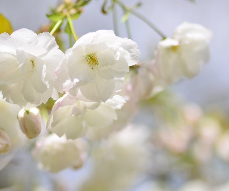 Обои ветка, цветение, размытость, весна, сакура, branch, flowering, blur, spring, sakura разрешение 2048x1356 Загрузить