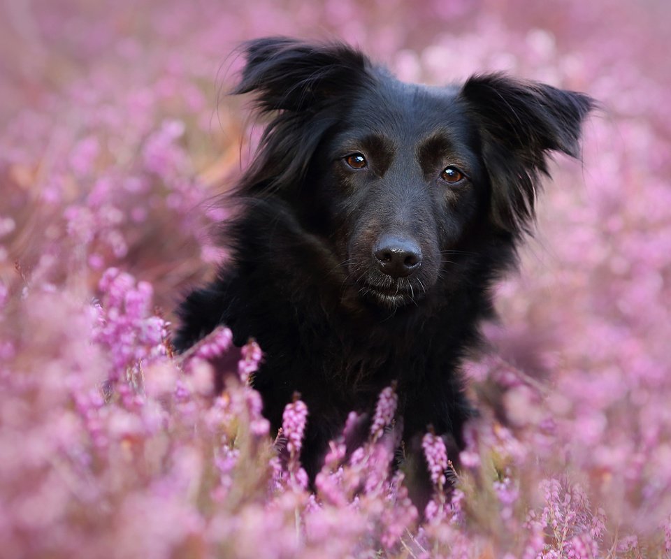 Обои цветы, мордочка, взгляд, собака, linda kohler, flowers, muzzle, look, dog разрешение 1920x1200 Загрузить
