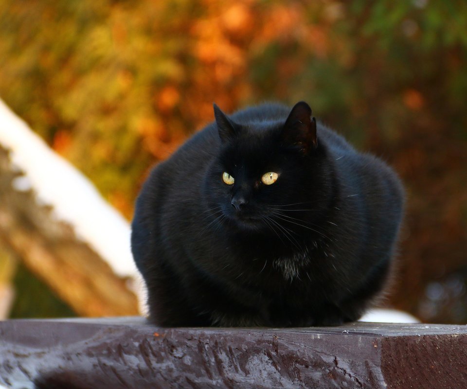 Обои кот, мордочка, усы, кошка, взгляд, черный, cat, muzzle, mustache, look, black разрешение 2880x1800 Загрузить
