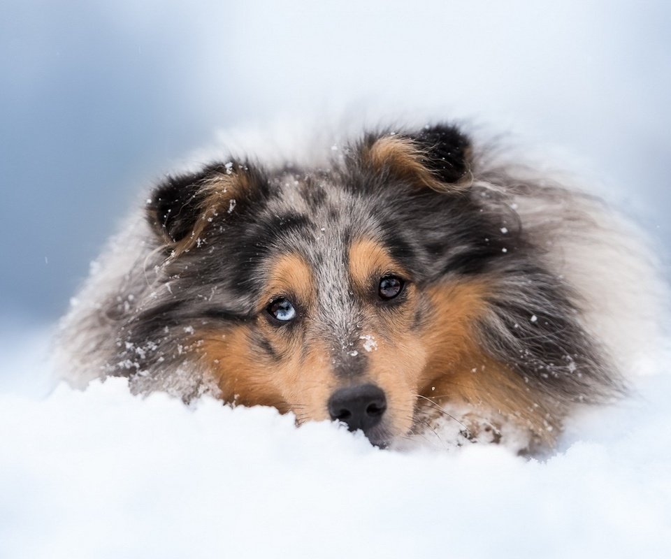 Обои снег, зима, собака, колли, шотландская овчарка, snow, winter, dog, collie, scottish shepherd разрешение 1920x1080 Загрузить