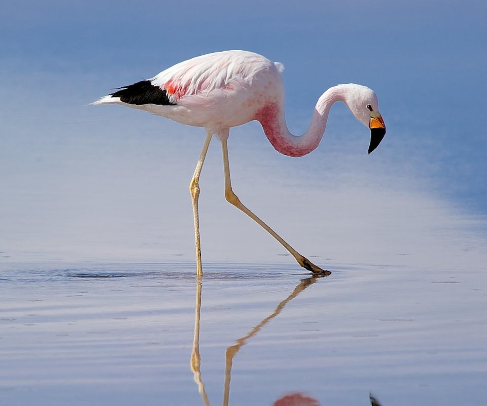 Обои фламинго, птица, клюв, перья, mirek petricek, flamingo, bird, beak, feathers разрешение 1920x1200 Загрузить