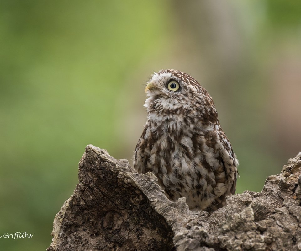 Обои сова, природа, птица, сыч, lynn griffiths, хищная птица, owl, nature, bird, bird of prey разрешение 5311x3545 Загрузить