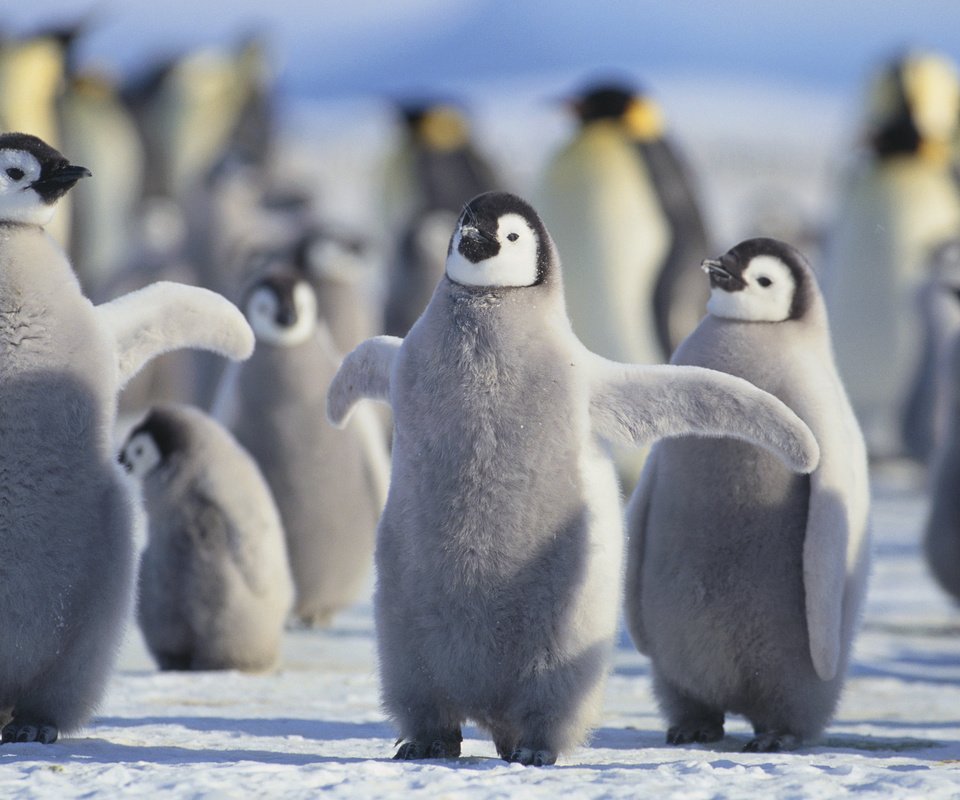 Поднимать пингвинов в антарктиде вакансии. Пингвины. Арктический Пингвин. Пингвины в Арктике. Пингвин лежит.