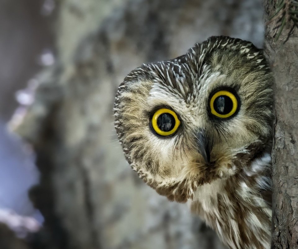 Обои глаза, сова, взгляд, птица, клюв, перья, eyes, owl, look, bird, beak, feathers разрешение 1920x1200 Загрузить