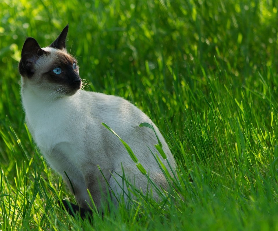 Обои трава, кот, мордочка, усы, кошка, взгляд, сиамский, grass, cat, muzzle, mustache, look, siamese разрешение 2136x1424 Загрузить