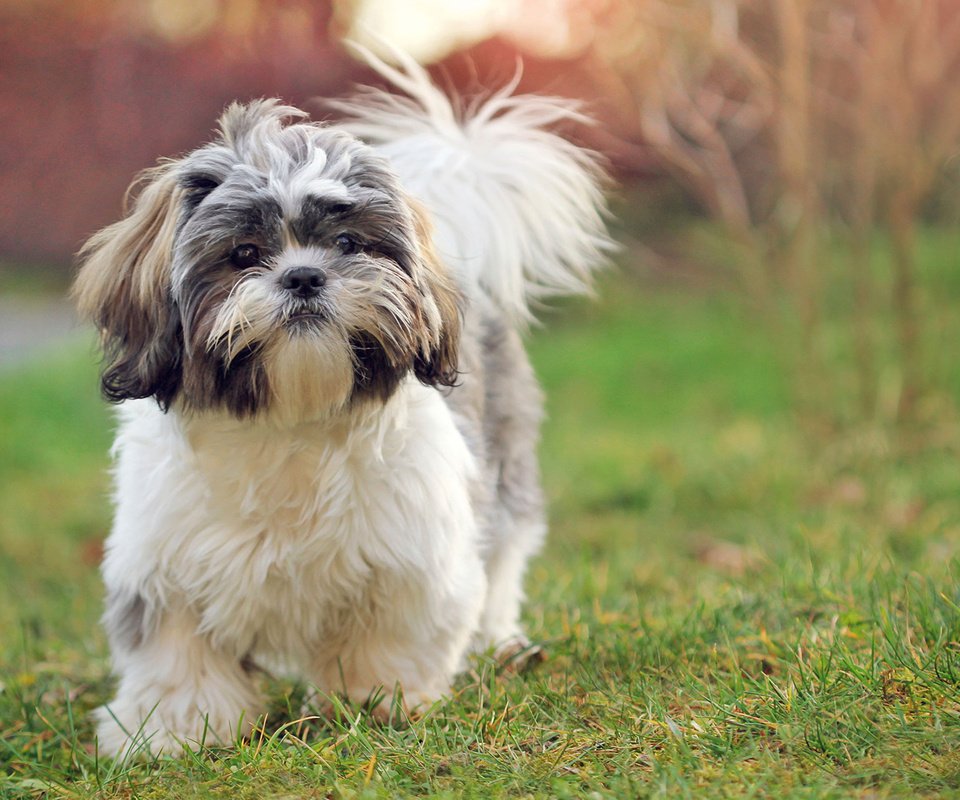 Обои трава, мордочка, взгляд, собака, щенок, ши-тцу, elena sendler, grass, muzzle, look, dog, puppy, shih tzu разрешение 1920x1200 Загрузить