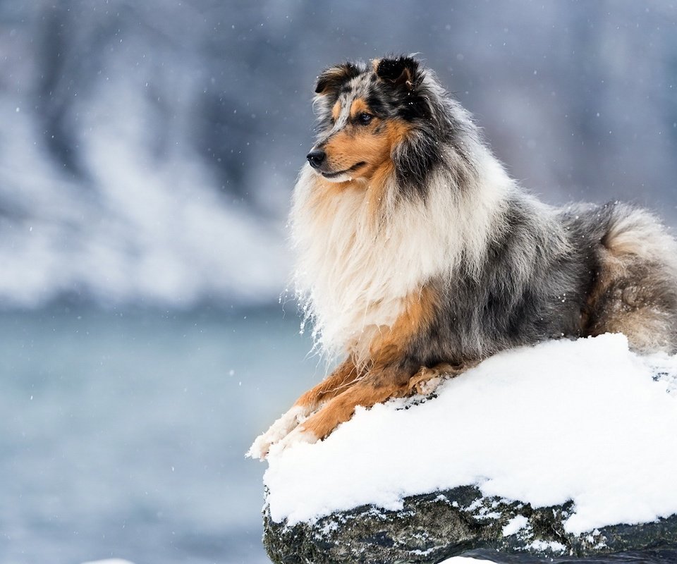 Обои зима, собака, колли, шотландская овчарка, winter, dog, collie, scottish shepherd разрешение 1920x1080 Загрузить