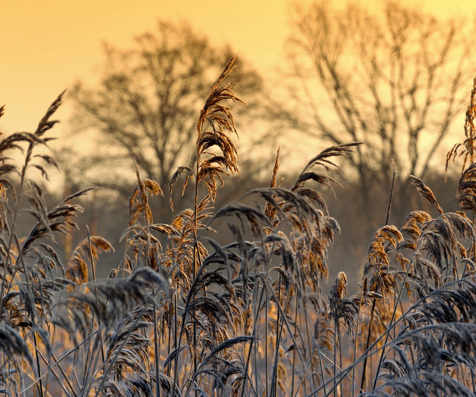 Обои трава, природа, растения, макро, иней, колоски, patrick frank, grass, nature, plants, macro, frost, spikelets разрешение 1920x1200 Загрузить