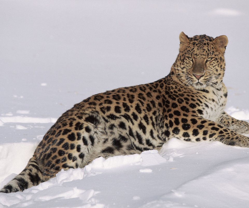 Обои снег, зима, леопард, хищник, большая кошка, lynn m. stone, snow, winter, leopard, predator, big cat разрешение 3840x2400 Загрузить