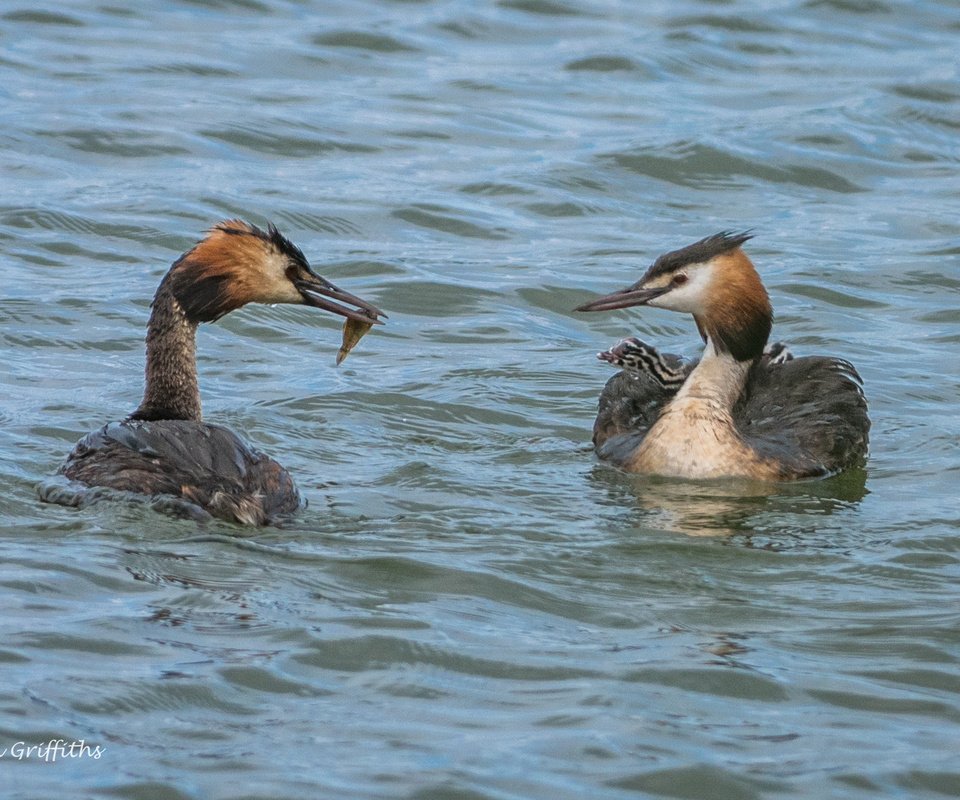 Обои вода, птицы, большая поганка, чомга, поганка, lynn griffiths, water, birds, great crested grebe, the great crested grebe, toadstool разрешение 2036x1359 Загрузить