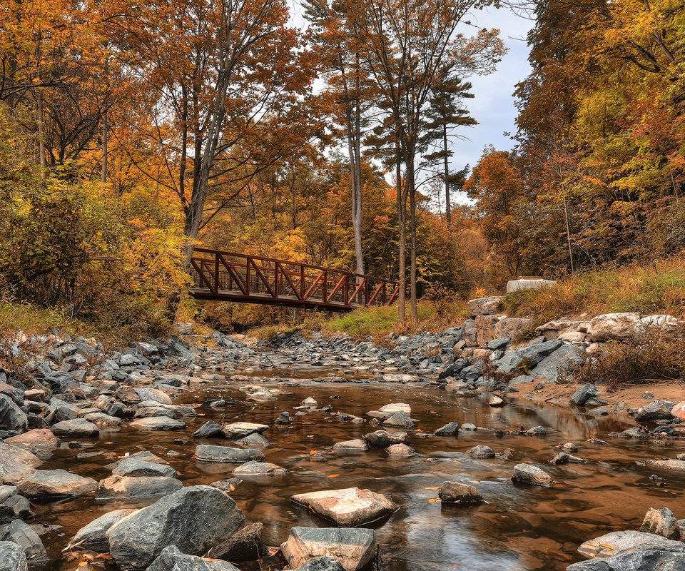 Обои деревья, лес, мост, осень, речка, канада, wilket creek park, trees, forest, bridge, autumn, river, canada разрешение 2880x1800 Загрузить