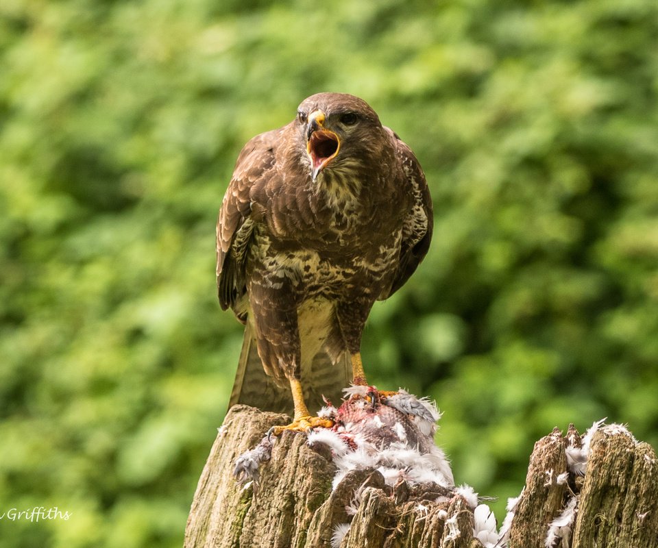 Обои птица, клюв, перья, пень, канюк, lynn griffiths, хищная птица, bird, beak, feathers, stump, buzzard, bird of prey разрешение 2509x1675 Загрузить