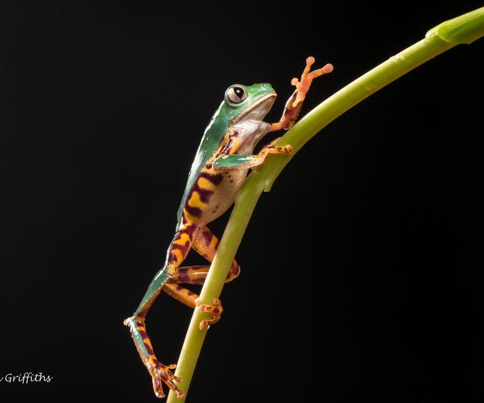 Обои лягушка, черный фон, растение, стебель, лапки, lynn griffiths, frog, black background, plant, stem, legs разрешение 5164x3443 Загрузить