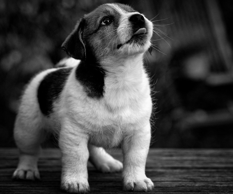 Обои мордочка, взгляд, чёрно-белое, собака, щенок, muzzle, look, black and white, dog, puppy разрешение 1920x1200 Загрузить