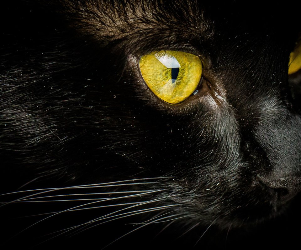 Обои кот, мордочка, усы, кошка, взгляд, желтые глаза, cat, muzzle, mustache, look, yellow eyes разрешение 2048x1342 Загрузить