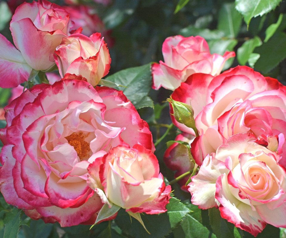 Обои бутоны, розы, куст, пестрые, buds, roses, bush, motley разрешение 2048x1365 Загрузить
