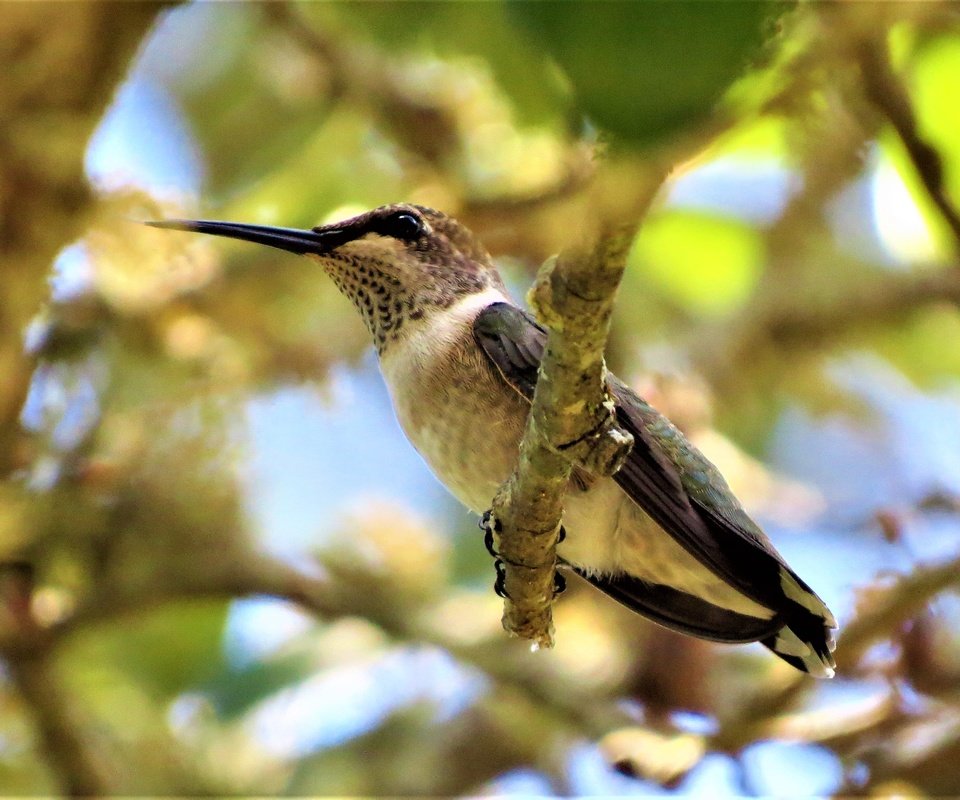 Обои ветки, размытость, птица, клюв, перья, колибри, branches, blur, bird, beak, feathers, hummingbird разрешение 4000x2664 Загрузить