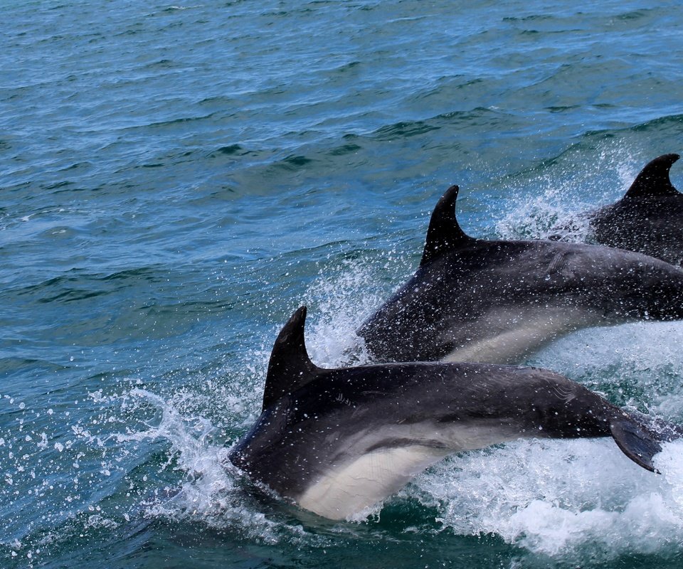 Обои вода, море, брызги, дельфины, дельфин, water, sea, squirt, dolphins, dolphin разрешение 4149x2534 Загрузить