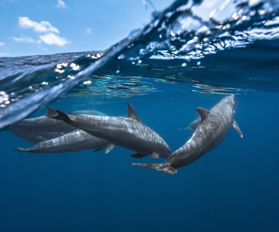 Обои небо, вода, море, дельфины, подводный мир, the sky, water, sea, dolphins, underwater world разрешение 5000x3333 Загрузить