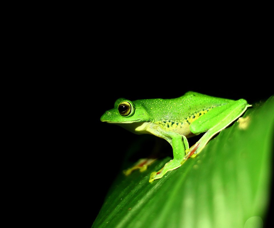 Обои лист, лягушка, черный фон, земноводные, sheet, frog, black background, amphibians разрешение 2560x1440 Загрузить