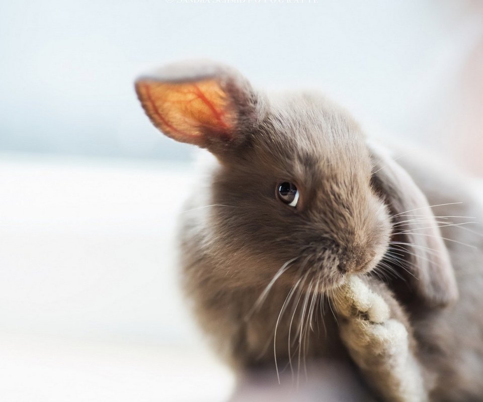 Обои серый, ушки, кролик, зайчик, grey, ears, rabbit, bunny разрешение 1920x1200 Загрузить