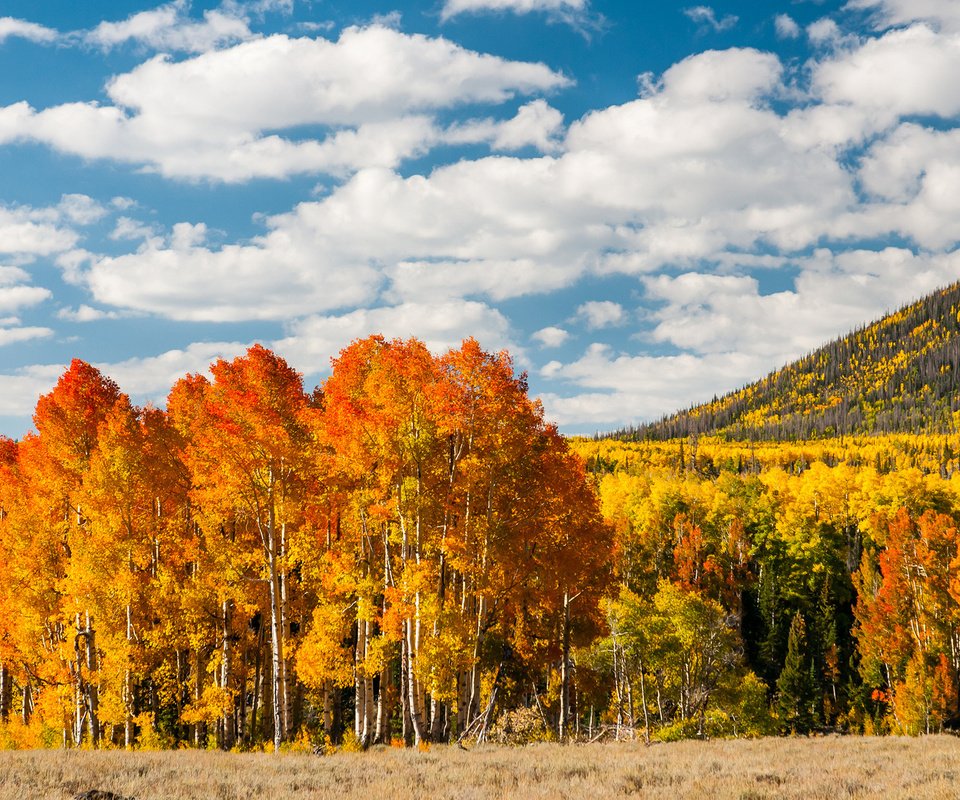 Обои деревья, лес, листья, осень, холм, trees, forest, leaves, autumn, hill разрешение 1920x1200 Загрузить