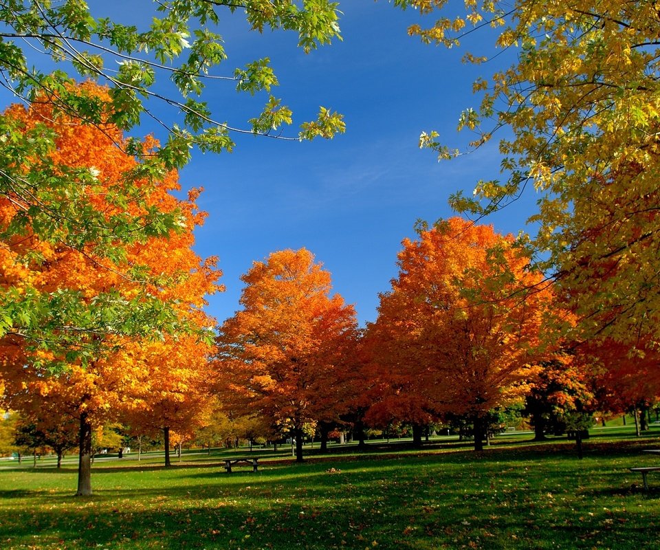 Обои небо, деревья, листья, осень, скамейка, пикник, the sky, trees, leaves, autumn, bench, picnic разрешение 2713x1760 Загрузить