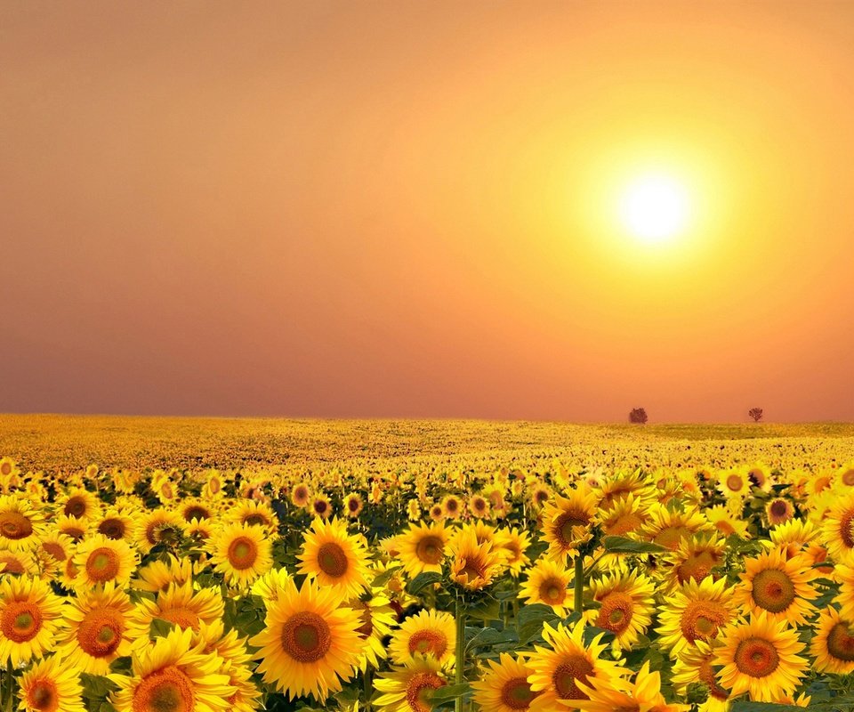 Обои цветы, солнце, поле, лето, подсолнухи, flowers, the sun, field, summer, sunflowers разрешение 2000x1248 Загрузить