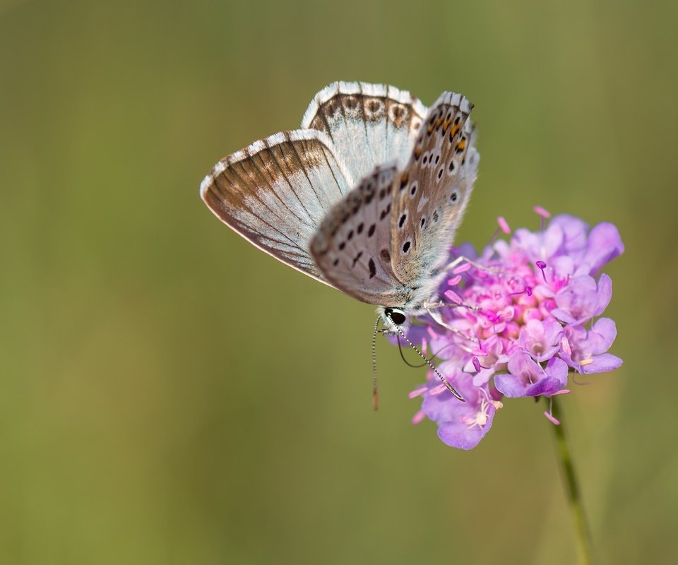 Обои макро, насекомое, цветок, бабочка, крылья, macro, insect, flower, butterfly, wings разрешение 2048x1365 Загрузить