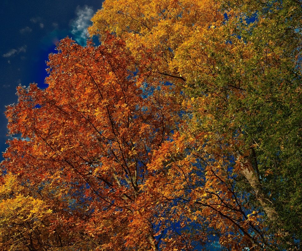 Обои небо, деревья, листья, осень, the sky, trees, leaves, autumn разрешение 3600x2401 Загрузить