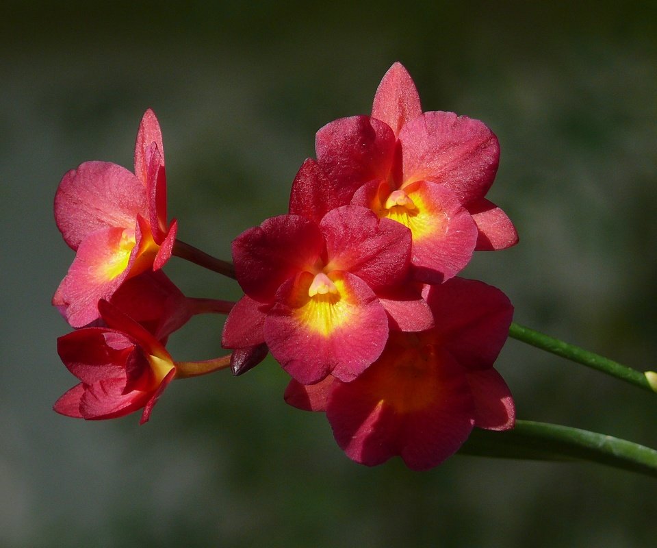 Обои цветы, лепестки, стебли, орхидея, боке, flowers, petals, stems, orchid, bokeh разрешение 2560x1920 Загрузить