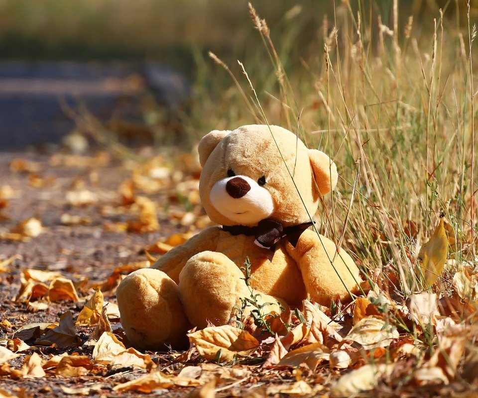 Обои осень, мишка, игрушка, листочки, травка, autumn, bear, toy, leaves, weed разрешение 1920x1280 Загрузить