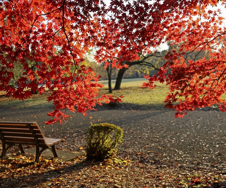 Обои деревья, листья, парк, листва, осень, скамейка, клен, trees, leaves, park, foliage, autumn, bench, maple разрешение 3602x2398 Загрузить