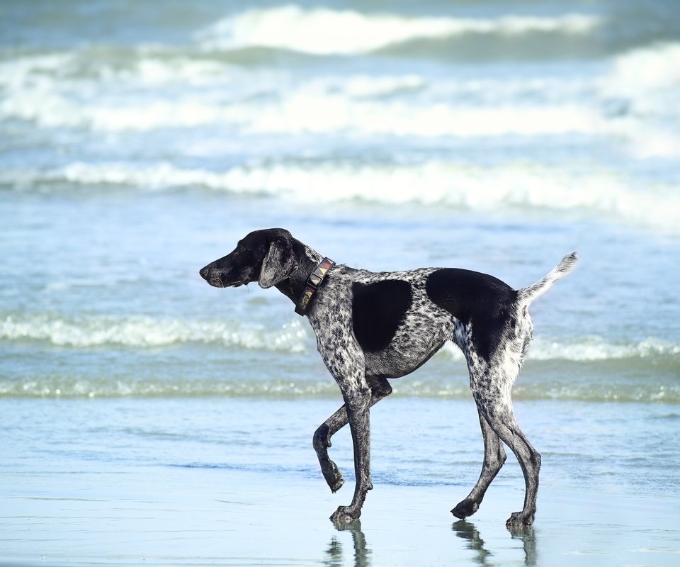 Обои море, пляж, собака, прогулка, курцхаар, sea, beach, dog, walk, shorthaired pointer разрешение 6000x4000 Загрузить